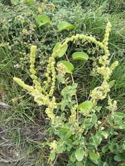 Chenopodium acuminatum virgatum