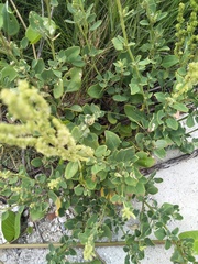 Chenopodium acuminatum virgatum