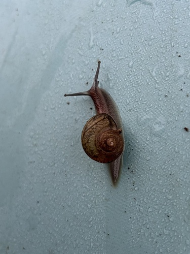 Bradybaena similaris observed 2024-10-18