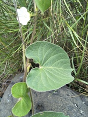 Ipomoea biflora