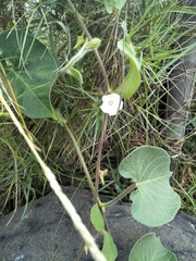 Ipomoea biflora