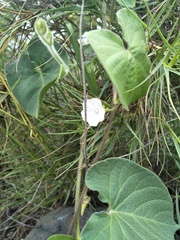 Ipomoea biflora