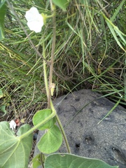 Ipomoea biflora