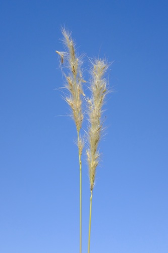 Bothriochloa torreyana, photograph 4