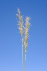 Bothriochloa torreyana, photograph Nathan Aaron, CC BY, iNaturalist via GBIF