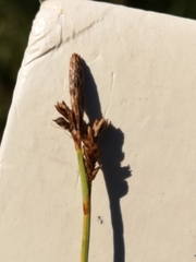 Carex caryophyllea