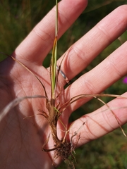 Carex caryophyllea