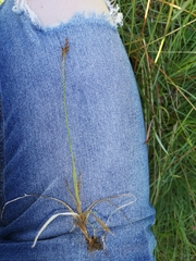 Carex caryophyllea