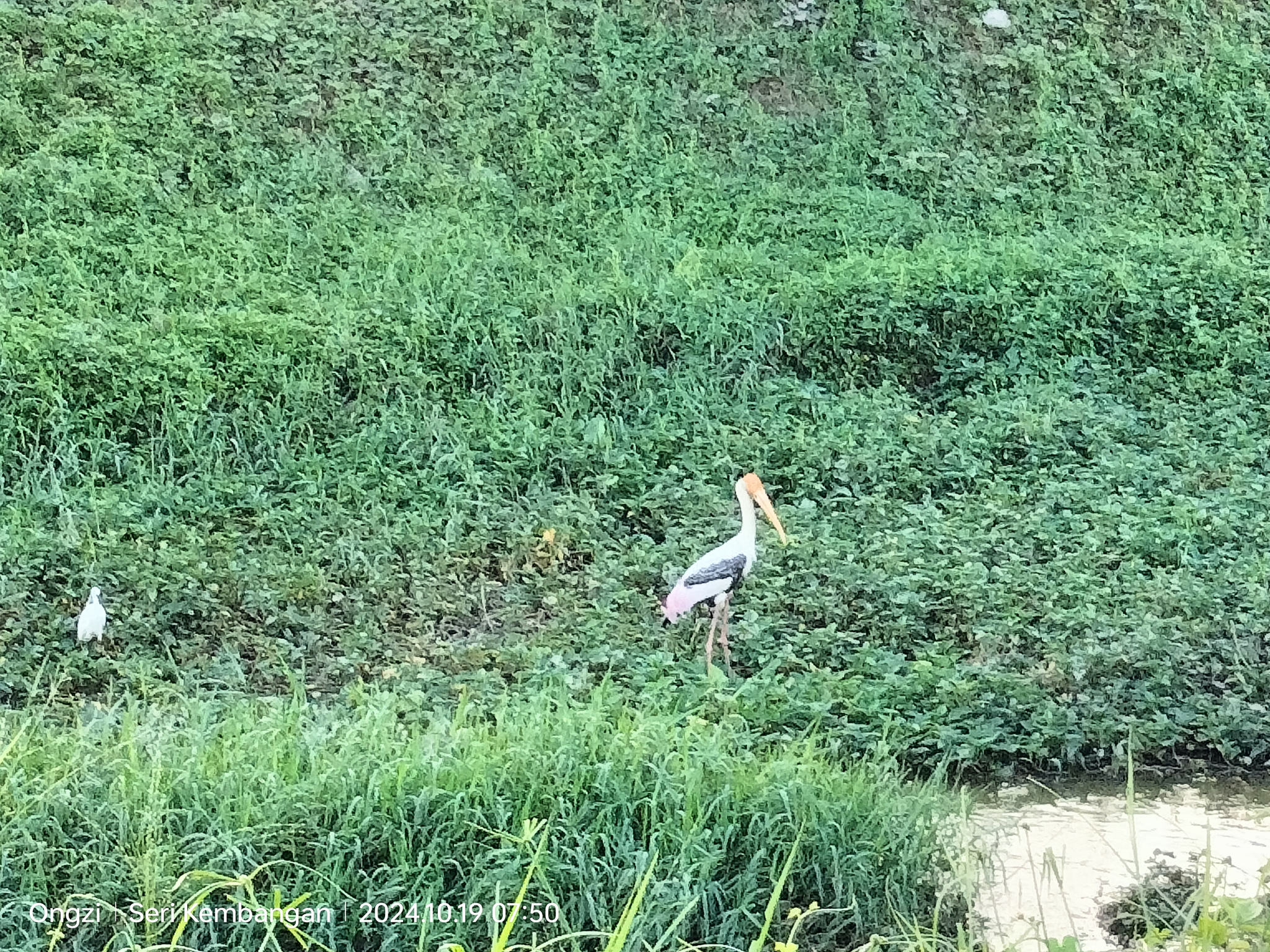 Painted Stork