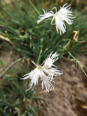 Dianthus arenarius