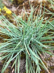 Dianthus arenarius