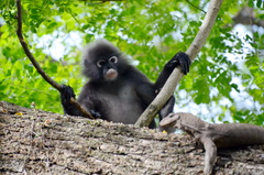 Trachypithecus obscurus halonifer