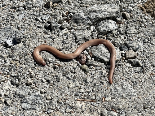 iNaturalist observation photo of Northern Rubber Boa