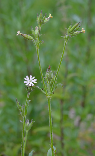 Silene aprentesi di notte