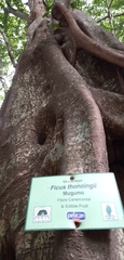Ficus thonningii
