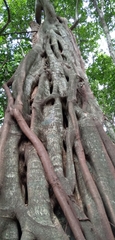 Ficus thonningii