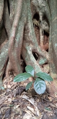 Ficus thonningii