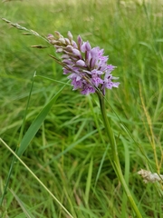 Dactylorhiza fuchsii