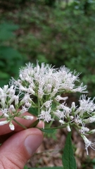 Eupatorium makinoi