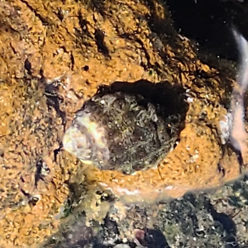 Tenguella granulata observed 2024-10-18