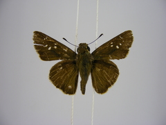 Pelopidas mathias mathias