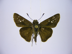 Pelopidas mathias mathias