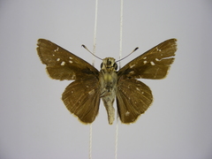 Pelopidas mathias mathias