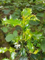Ilex aquifolium