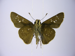 Pelopidas mathias mathias