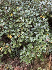 Brachyglottis buchananii