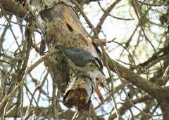 Corsican Nuthatch photo 2
