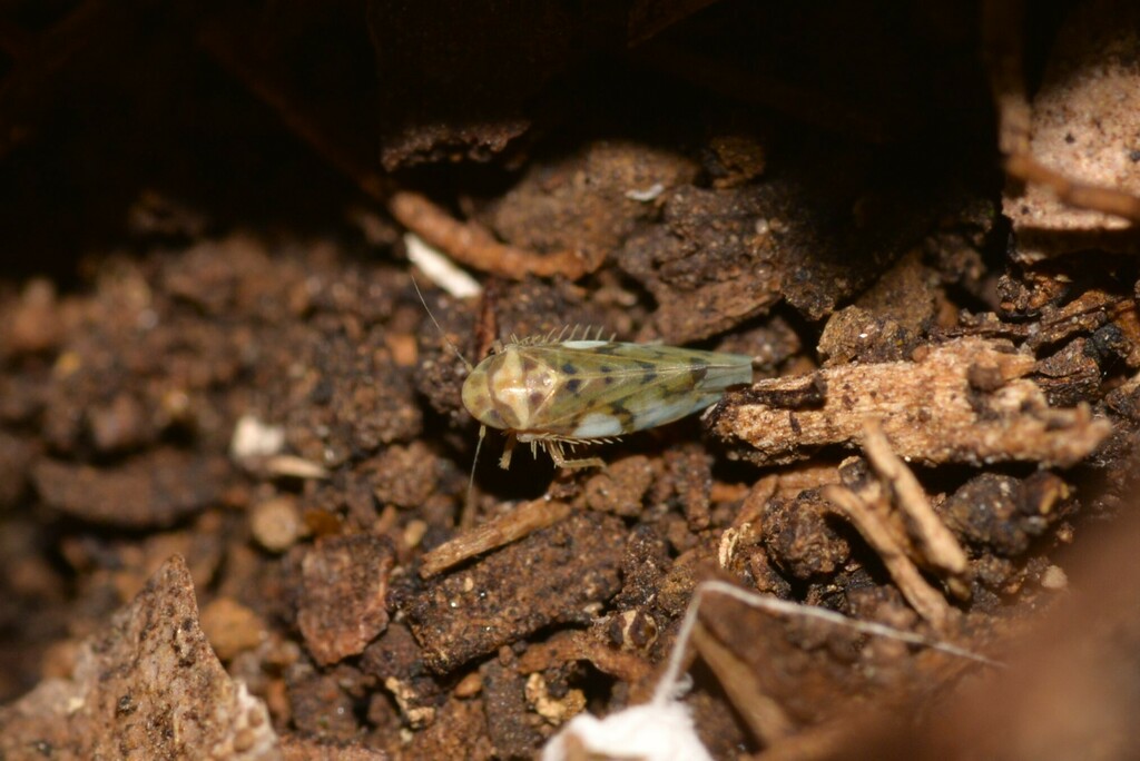 Xestocephalus magnificus