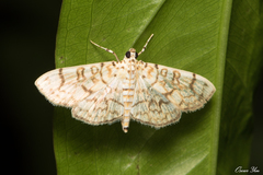 Haritalodes derogata