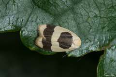 Garudinia bimaculata