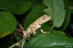 Diploderma swinhonis