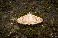 Glyphodes pyloalis