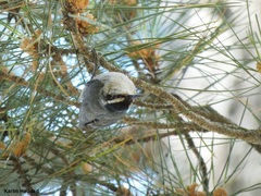 Corsican Nuthatch photo 5