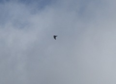 Buteo buteo insularum