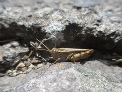 Calliptamus plebeius