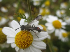 Cerceris concinna