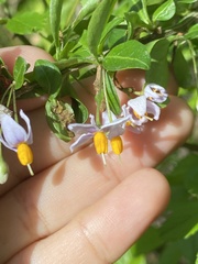 Solanum valdiviense, photograph Julia Ariadna, CC0, iNaturalist via GBIF