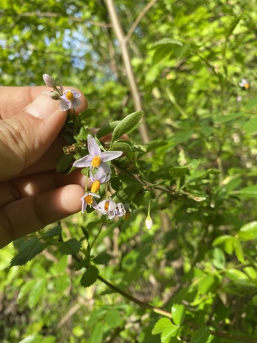Solanum valdiviense, photograph 6