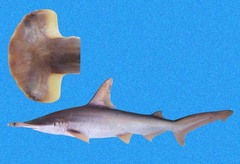 Scalloped Bonnethead photo 3