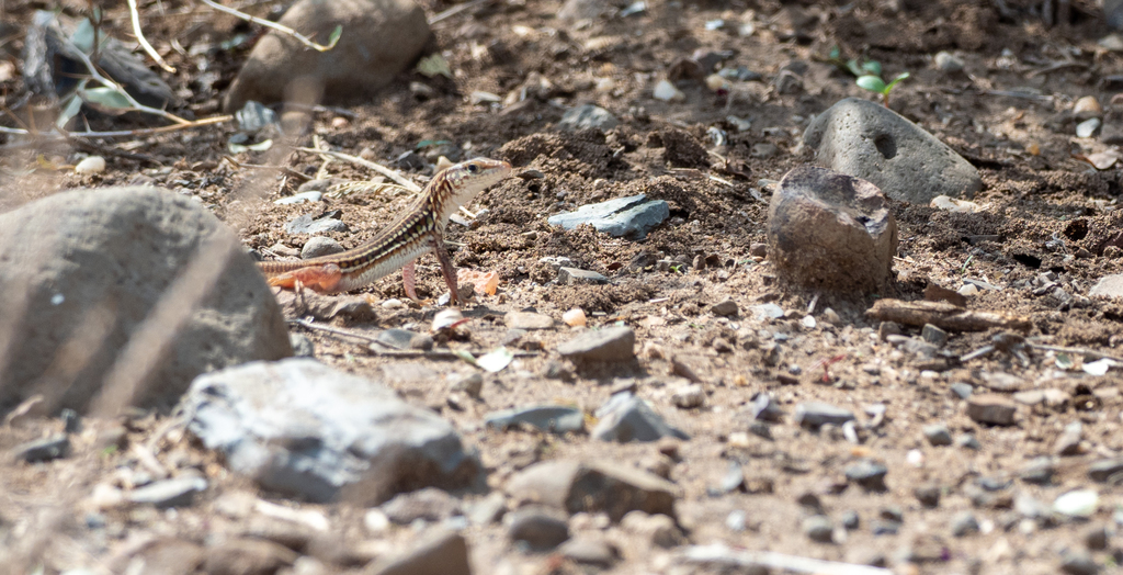 Doria’s Long-tailed Lizard