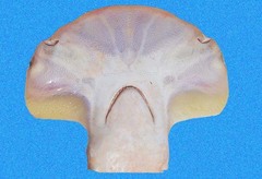 Scalloped Bonnethead photo 1