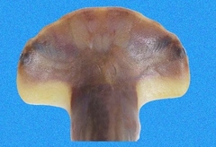 Scalloped Bonnethead photo 2