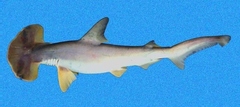 Scalloped Bonnethead photo 4