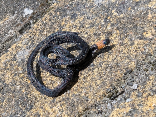 Gray Ground Snake