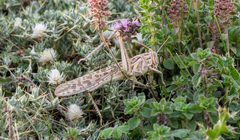 Schistocerca gregaria