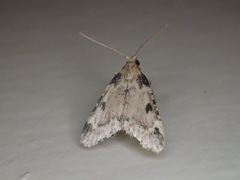 Aglossa costiferalis